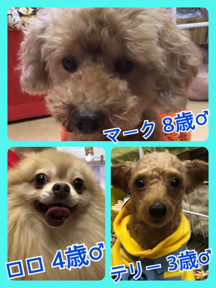 🐾今日の里親様募集中ワンコ🐶メンバーです🐾2019,11,3